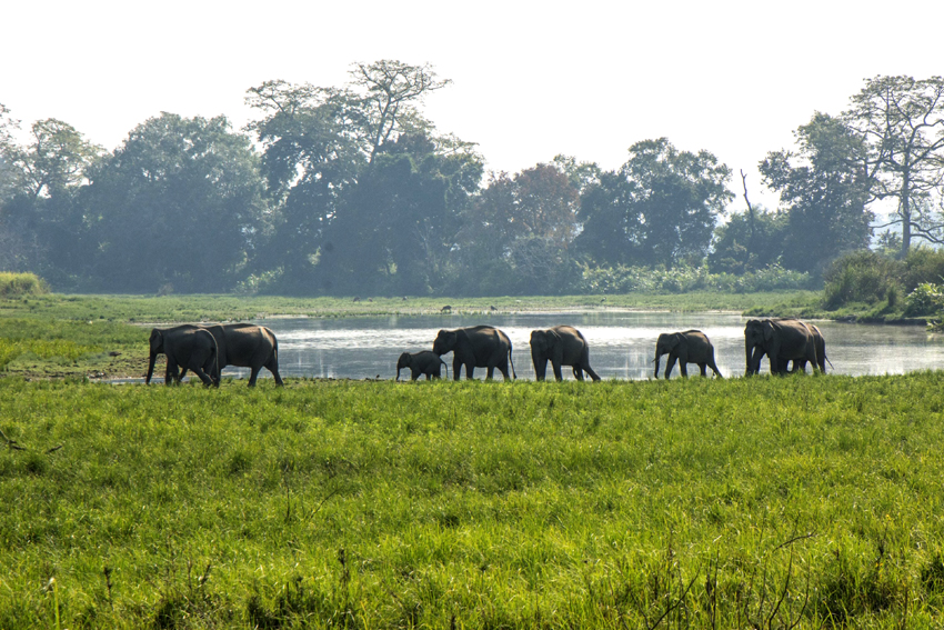 কাজিৰঙা ৰাষ্ট্ৰীয় উদ্যানৰ ইক' ছেনচটিভ জ'ন সন্দৰ্ভত ত্ৰিপাক্ষিক বৈঠকৰ পোষকতা কেএছএৰ 2 kazi 1 | ASSAM TIMES POST