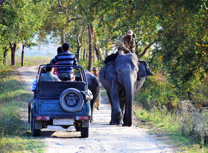 Now online booking are ready for safaris in Kaziranga 1 Now online booking are ready for safaris in Kaziranga