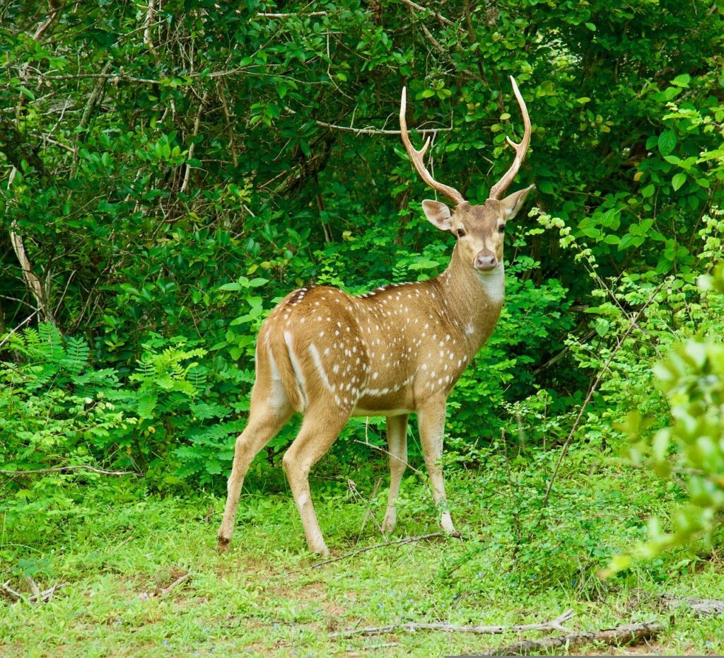 হৰিণ