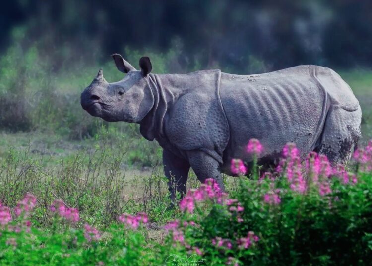 Kaziranga Rhino Dead! কাজিৰঙা ৰাষ্ট্ৰীয় উদ্যানত পুনৰ গঁড় হত্যাঃ খৰ্গ লৈ পলায়ন চোৰাং চিকাৰীৰ- 1 Kaziranga Rhino Dead! কাজিৰঙা ৰাষ্ট্ৰীয় উদ্যানত পুনৰ গঁড় হত্যাঃ খৰ্গ লৈ পলায়ন চোৰাং চিকাৰীৰ-