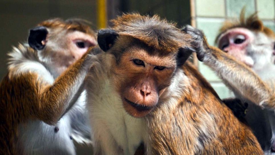 Extinct monkeys I চীনা কোম্পানীক ১ লাখ বিলুপ্তপ্রায় বান্দৰ গতাব শ্রীলঙ্কাই, পৰিবেশবিদৰ আপত্তি 3 চীনা কোম্পানী
