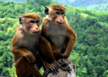 Extinct monkeys I চীনা কোম্পানীক ১ লাখ বিলুপ্তপ্রায় বান্দৰ গতাব শ্রীলঙ্কাই, পৰিবেশবিদৰ আপত্তি