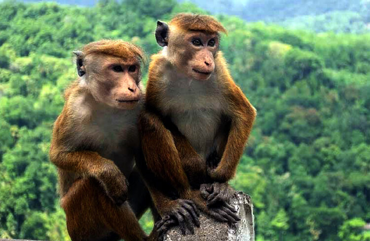 Extinct monkeys I চীনা কোম্পানীক ১ লাখ বিলুপ্তপ্রায় বান্দৰ গতাব শ্রীলঙ্কাই, পৰিবেশবিদৰ আপত্তি 1 Extinct monkeys I চীনা কোম্পানীক ১ লাখ বিলুপ্তপ্রায় বান্দৰ গতাব শ্রীলঙ্কাই, পৰিবেশবিদৰ আপত্তি