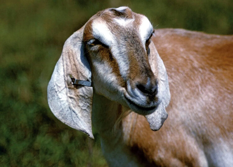 Chhattisgarh man kills goat, goat's eye kills man I মনোকামনা পূৰ্ণ হোৱাৰ বাবে ছাগলী বলি : সেই ছাগলীৰ চকুৱেই প্ৰাণকাঢ়িলে বলিদাতাৰ 1 Chhattisgarh man kills goat, goat’s eye kills man I মনোকামনা পূৰ্ণ হোৱাৰ বাবে ছাগলী বলি : সেই ছাগলীৰ চকুৱেই প্ৰাণকাঢ়িলে বলিদাতাৰ