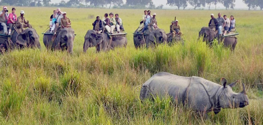 Kaziranga National Park : কাজিৰঙা ৰাষ্ট্ৰীয় উদ্যানৰ প্ৰথমগৰাকী মহিলা ক্ষেত্ৰ পৰিচালক হ'ব ডঃ সোণালী ঘোষ 3 kazi1 1 | ASSAM TIMES POST