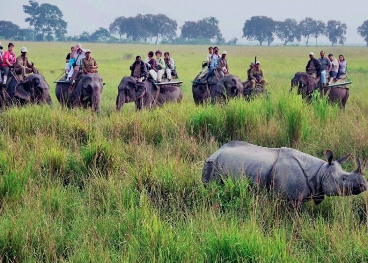 Kaziranga National Park I কাজিৰঙা ৰাষ্ট্ৰীয় উদ্যানত অনিৰ্দিষ্টকাললৈ স্থগিত হাতী ছাফাৰী 1 Kaziranga National Park I কাজিৰঙা ৰাষ্ট্ৰীয় উদ্যানত অনিৰ্দিষ্টকাললৈ স্থগিত হাতী ছাফাৰী