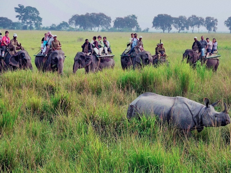 Kaziranga National Park I কাজিৰঙা ৰাষ্ট্ৰীয় উদ্যানত অনিৰ্দিষ্টকাললৈ স্থগিত হাতী ছাফাৰী 3 কাজিৰঙা ৰাষ্ট্ৰীয় উদ্যানত স্থগিত হাতী ছাফাৰী