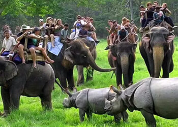 Kaziranga national park : পৰ্যটকৰ ক্ষেত্ৰত অভিলেখ সৃষ্টি কাজিৰঙা ৰাষ্ট্ৰীয় উদ্যানৰ 2 Kaziranga national park : পৰ্যটকৰ ক্ষেত্ৰত অভিলেখ সৃষ্টি কাজিৰঙা ৰাষ্ট্ৰীয় উদ্যানৰ