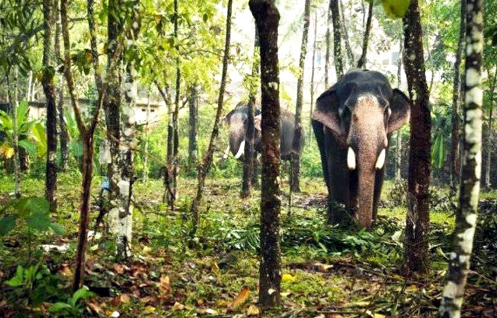Poba Reserve Forest to Become Assam’s 18th Wildlife Sanctuary 3 Poba1 | ASSAM TIMES POST