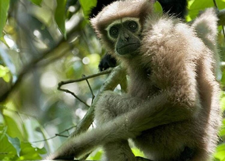 Breaking News: Centre Greenlights Vital Oil Exploration in Assam's Beloved Hoolock Gibbon Sanctuary 1 Breaking News: Centre Greenlights Vital Oil Exploration in Assam’s Beloved Hoolock Gibbon Sanctuary