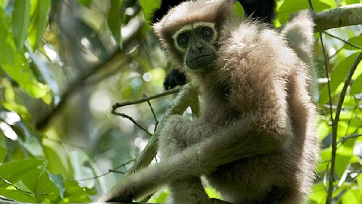 Breaking News: Centre Greenlights Vital Oil Exploration in Assam's Beloved Hoolock Gibbon Sanctuary 3 Centre Greenlights Vital Oil Exploration in Assam's Beloved Hoolock Gibbon Sanctuary