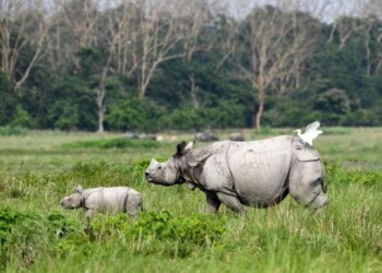 NGT Demands Immediate Action on Industrial Encroachment Threatening Assam’s Beloved Pobitora Wildlife Sanctuary