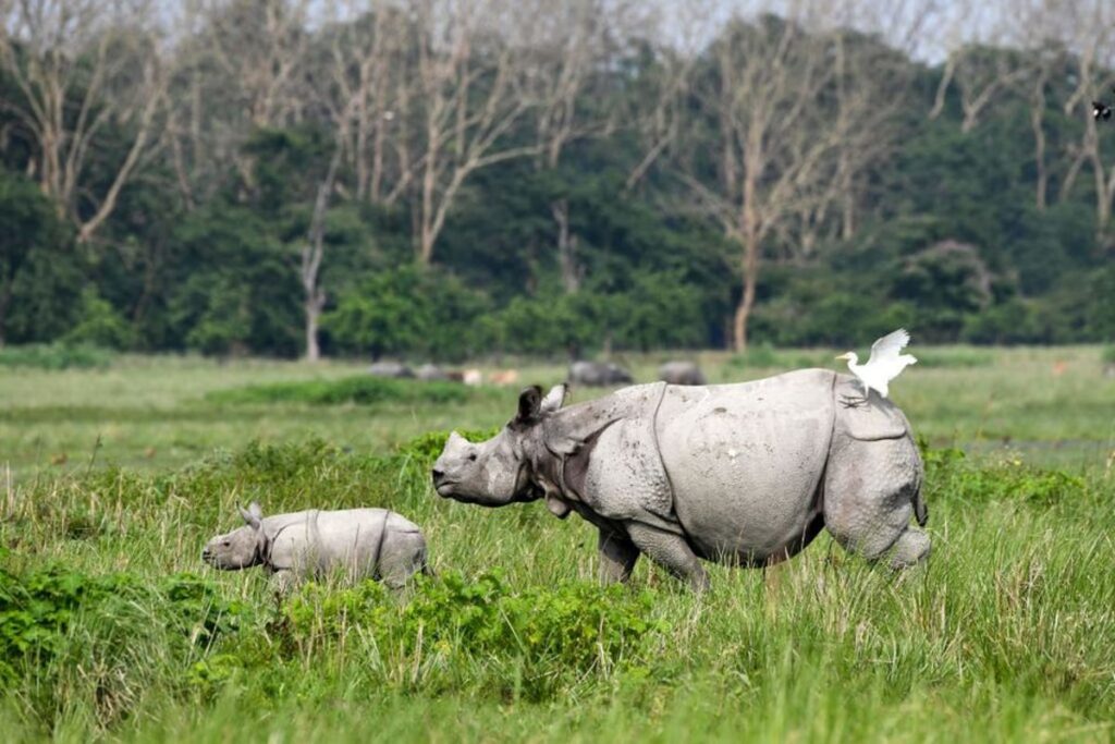 NGT Demands Immediate Action on Industrial Encroachment Threatening Assam’s Beloved Pobitora Wildlife Sanctuary 3 NGT Demands Immediate Action on Industrial Encroachment