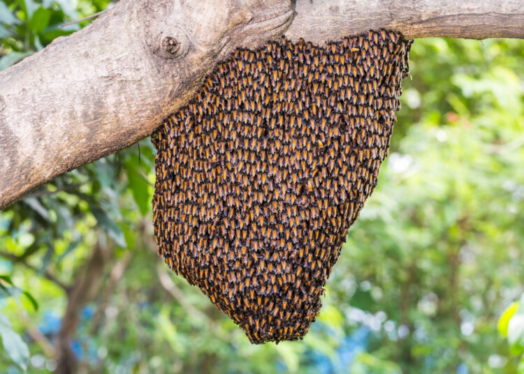 Bee Swarm Incident Injures 15 Students at Rongkiri Don Bosco School in West Karbi Anglong 1 Bee Swarm Incident Injures 15 Students at Rongkiri Don Bosco School in West Karbi Anglong
