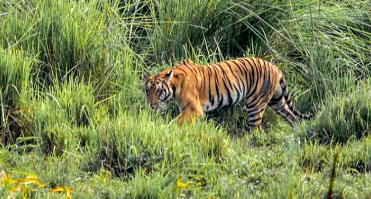 Tiger Carcass Found in Assam’s Iconic Kaziranga National Park 1 Tiger Carcass Found in Assam’s Iconic Kaziranga National Park