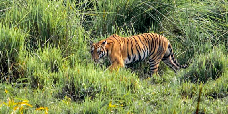 Tiger Carcass Found in Assam’s Iconic Kaziranga National Park 3 Tiger Carcass Found in Assam’s Iconic Kaziranga National Park