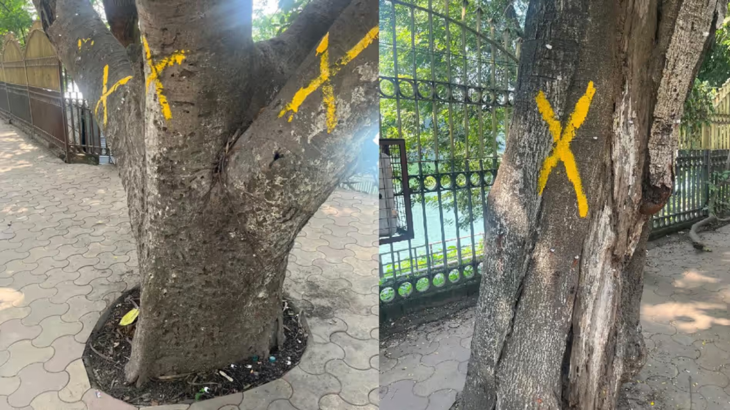 tree | ASSAM TIMES POST