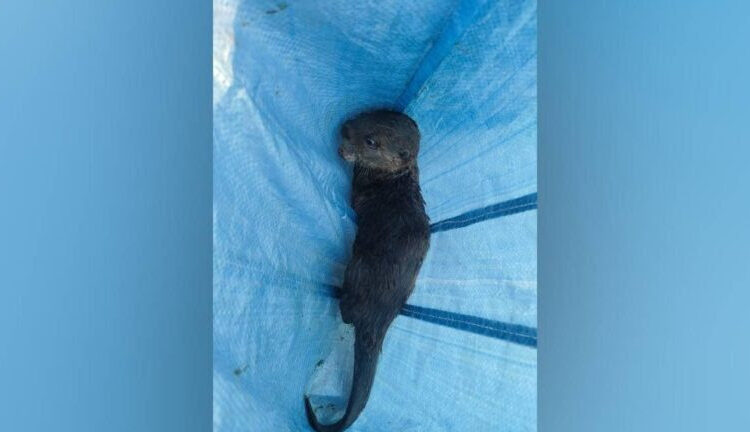 Heartwarming Rescue: Rare Baby Otter Saved on the Banks of the Majestic Brahmaputra in Tezpur 1 Heartwarming Rescue: Rare Baby Otter Saved on the Banks of the Majestic Brahmaputra in Tezpur