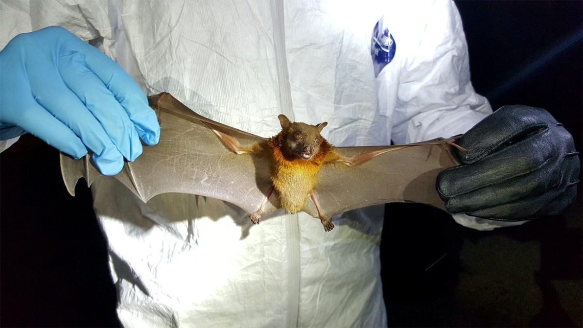 Bat coronavirus : চীনৰ য়ুহানত নতুন ভাইৰাছ, পুনৰ আহিব নেকি ভয়ংকৰ বিপদ? 3 bat 1 | ASSAM TIMES POST