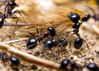 Ants Population : পৃথিৱীত কিমান প্ৰজাতিৰ পৰুৱা আছে ? বিজ্ঞানীয়ে কি কয় 5 Ants Population : পৃথিৱীত কিমান প্ৰজাতিৰ পৰুৱা আছে ? বিজ্ঞানীয়ে কি কয়
